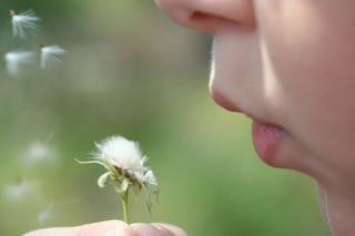 Dandelion1